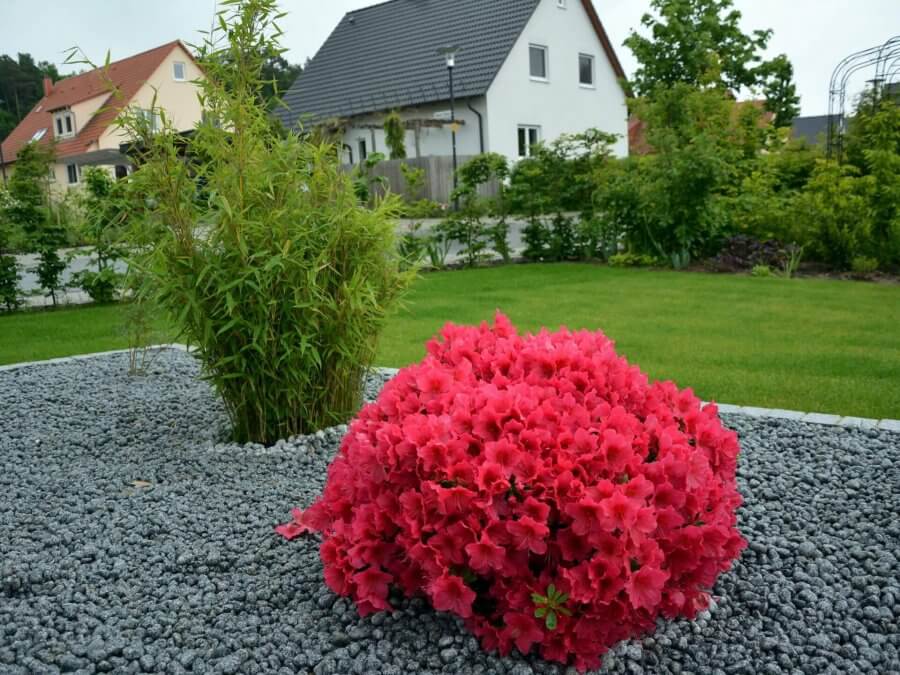 Arbustes persistants : aménager un nouveau jardin