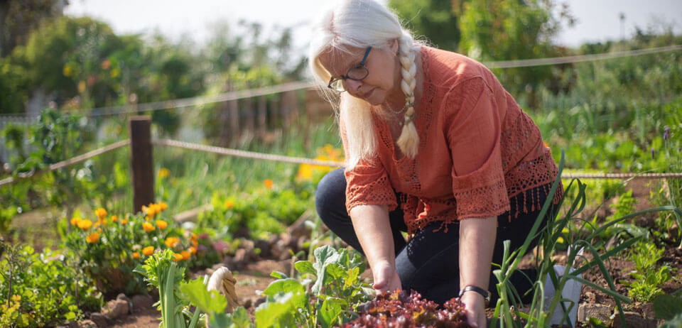 Exposition potager